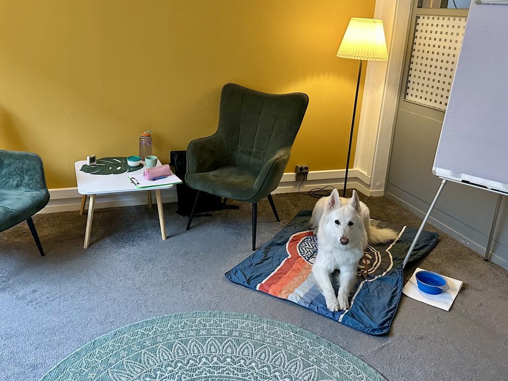 Kuri, ein weißer Schäferhund, liegt auf seiner Decke im Beratungszimmer, daneben zwei grüne Sessel